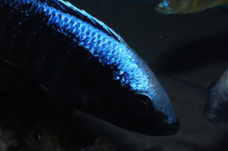 Copadichromis trewavasae 'Likoma Island'